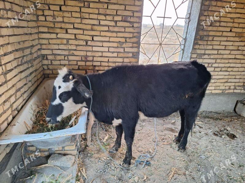 GUNAJYN - Сейди - img 3