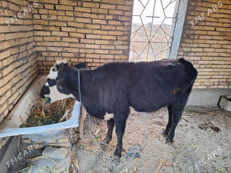 GUNAJYN - Сейди - img 2