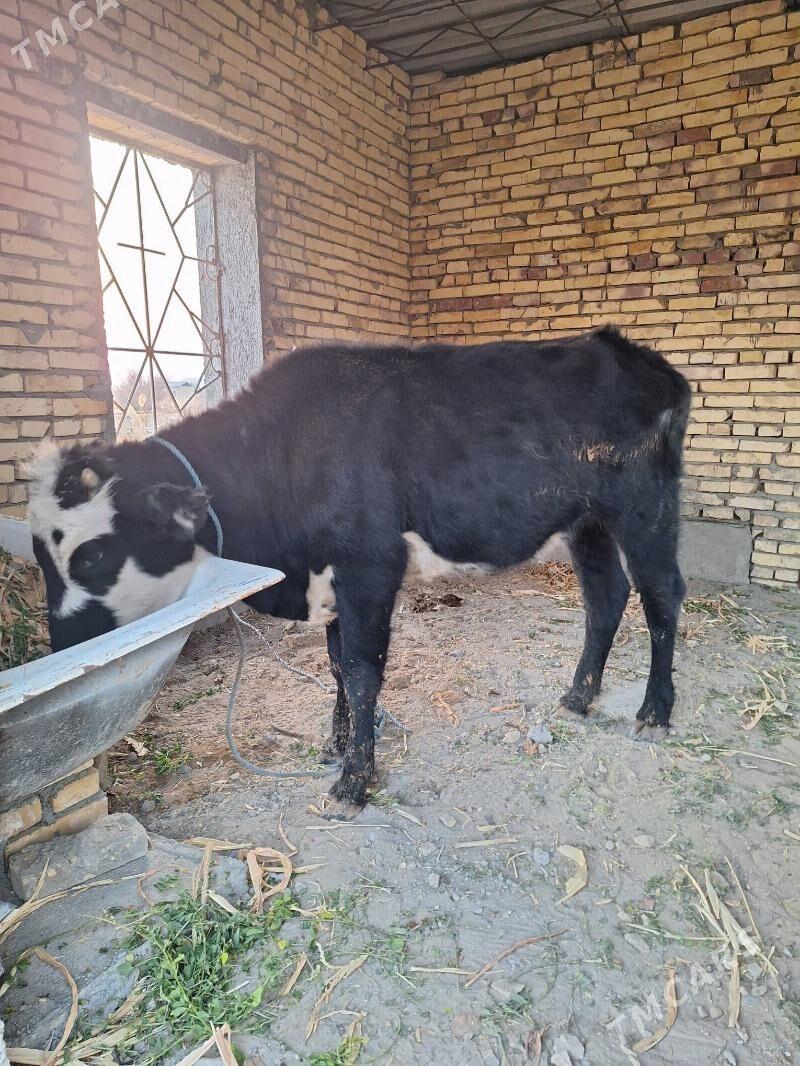 GUNAJYN - Сейди - img 1