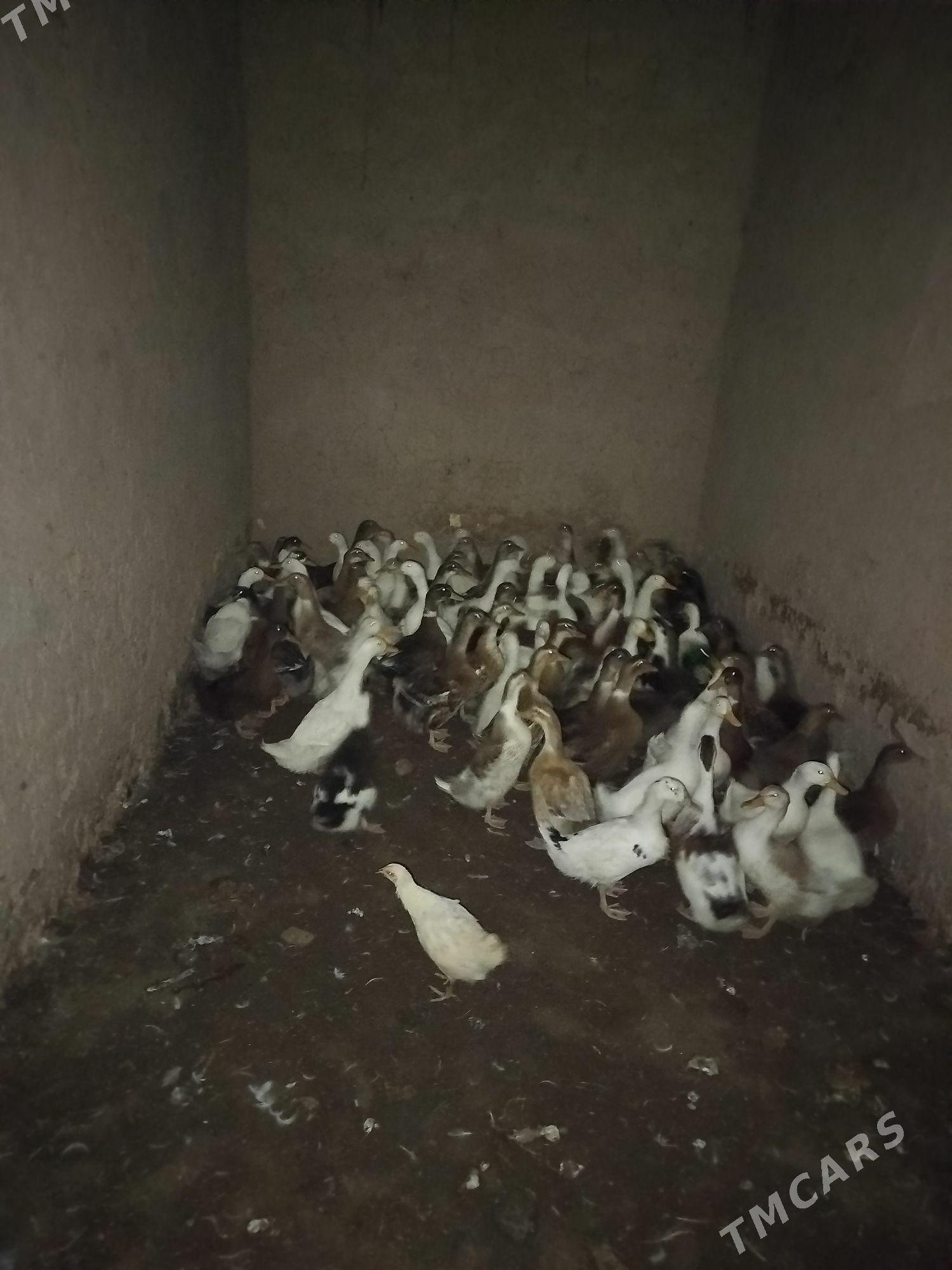 ördek - Baýramaly - img 3