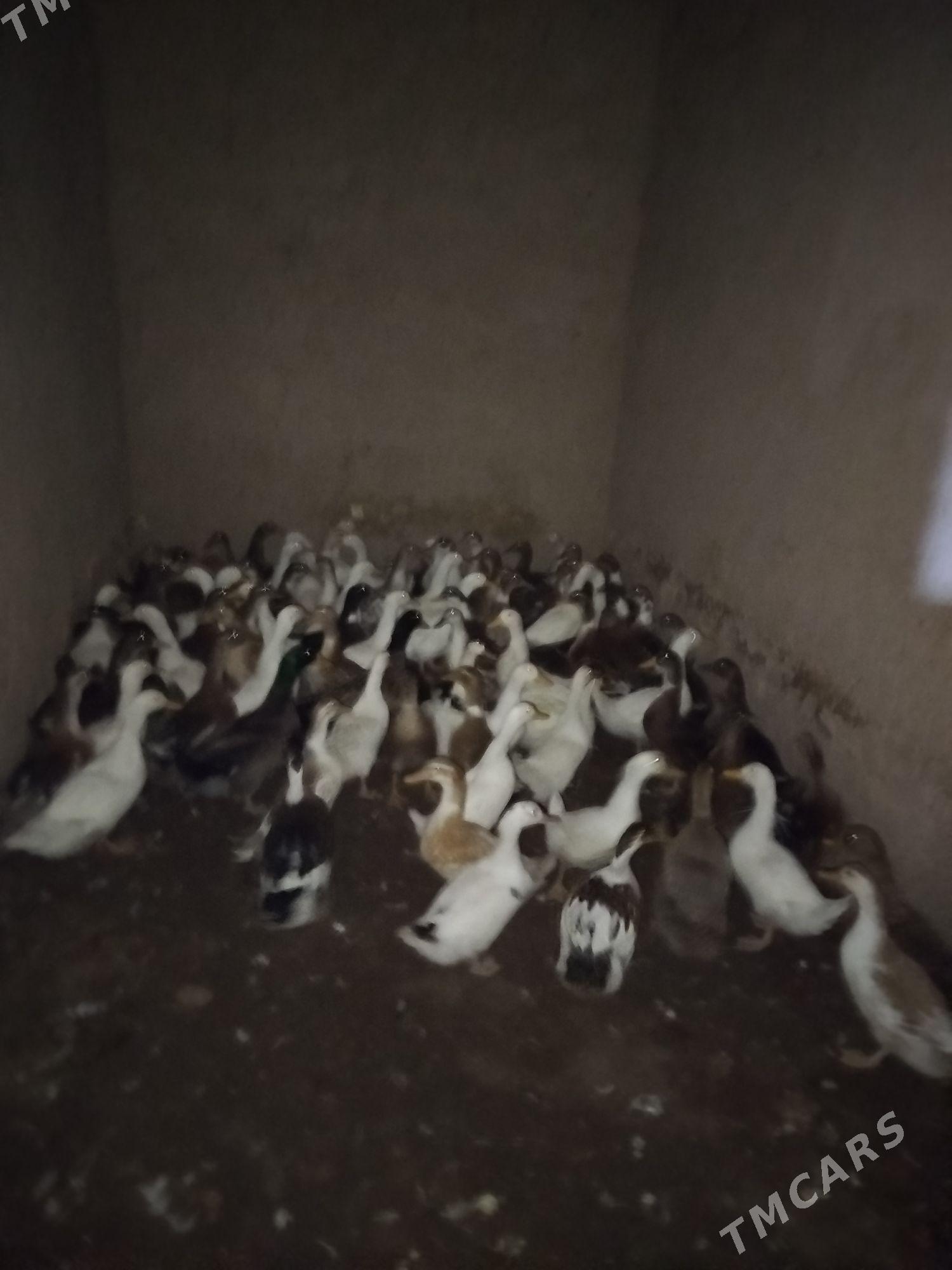 ördek - Baýramaly - img 2