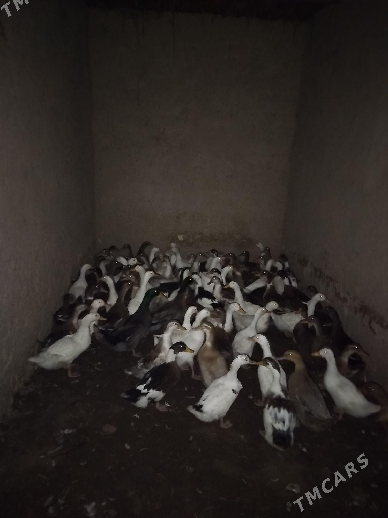 ördek - Baýramaly - img 4