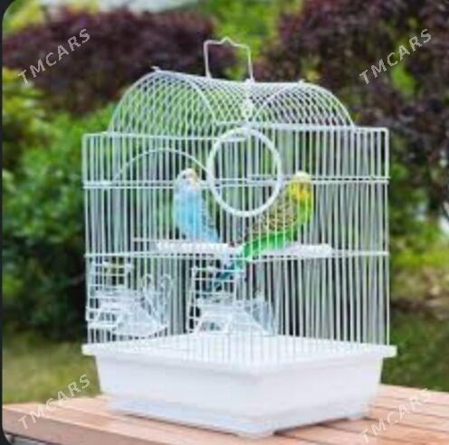 popugay guslar owdan setklar - Aşgabat - img 2