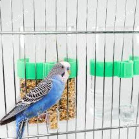 popugay guslar owdan setklar - Aşgabat - img 5