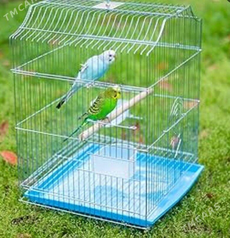 popugay guslar owdan setklar - Aşgabat - img 4