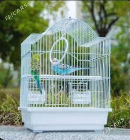 popugay guslar owdan setklar - Aşgabat - img 6