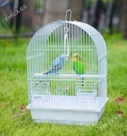 popugay guslar owdan setklar - Aşgabat - img 3