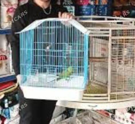 popugay guslar owdan setklar - Aşgabat - img 7