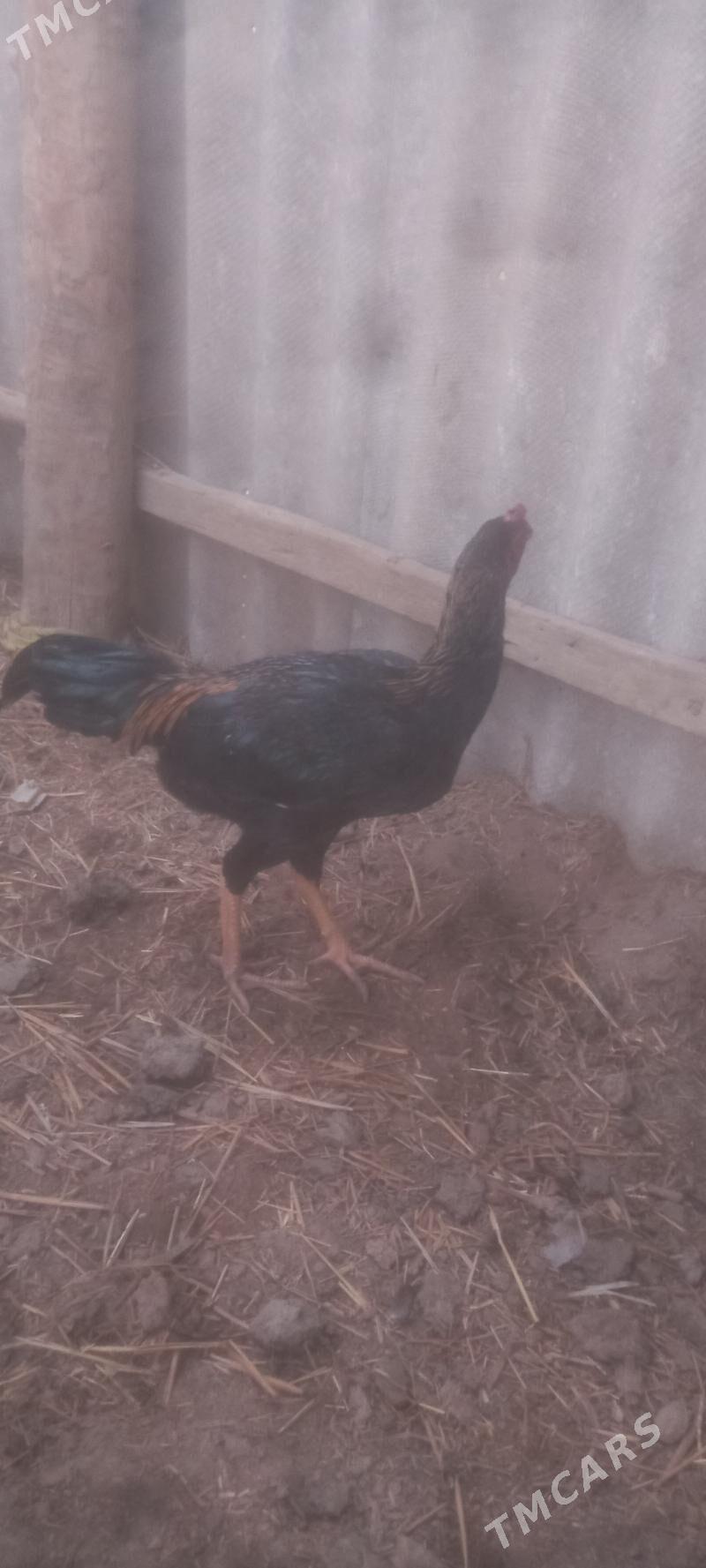 jüje - Çärjew - img 2