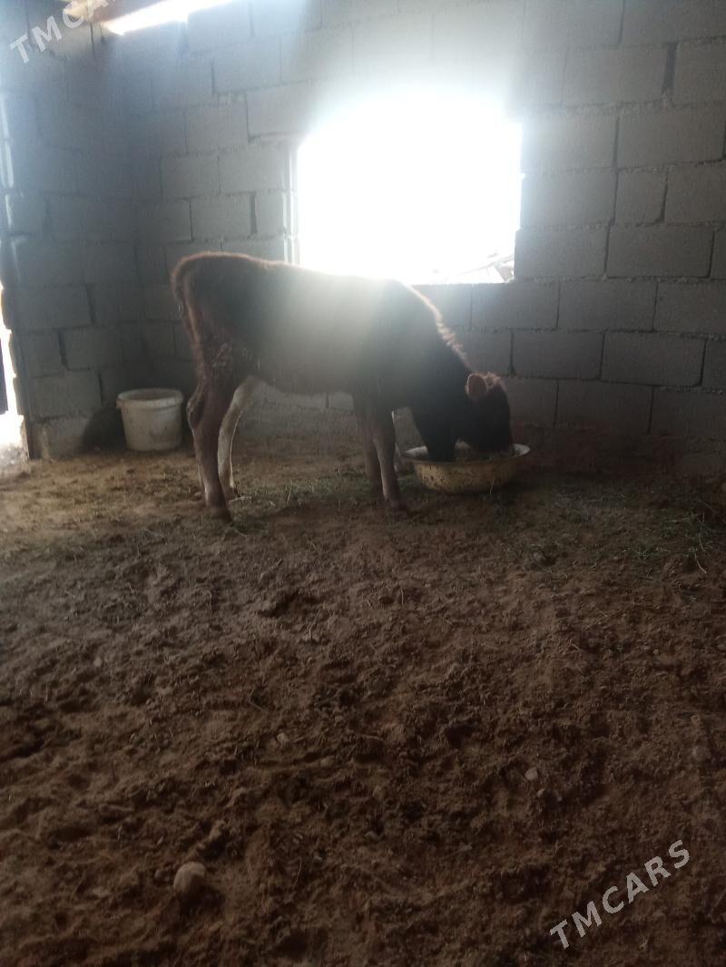 tuwe - Ашхабад - img 3