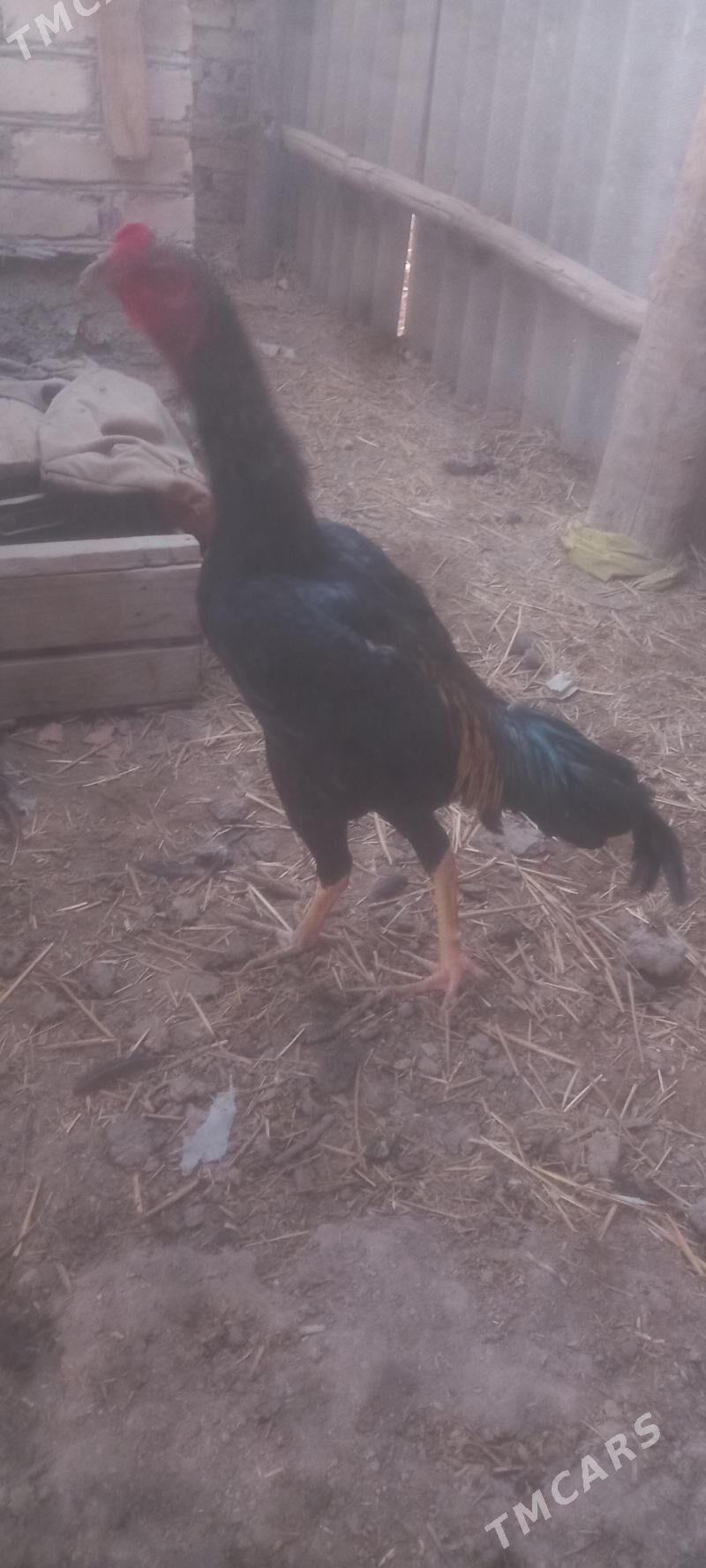 jüje - Çärjew - img 1