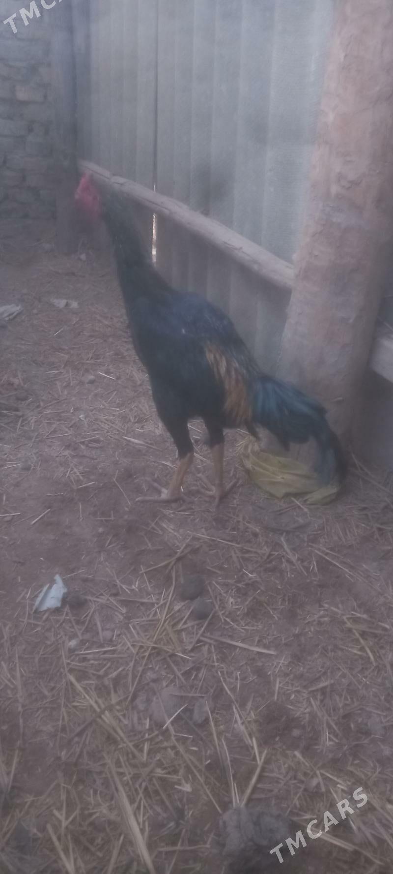 jüje - Çärjew - img 3