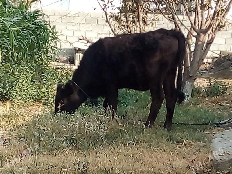 Gibirit tywe - Bäherden - img 2