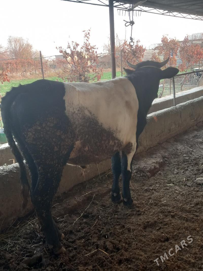 OKUZ. - Чарджоу - img 9