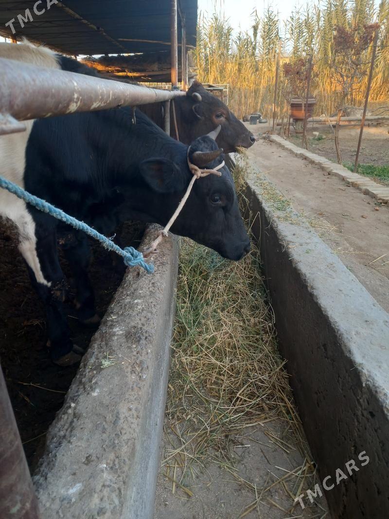 OKUZ. - Чарджоу - img 7