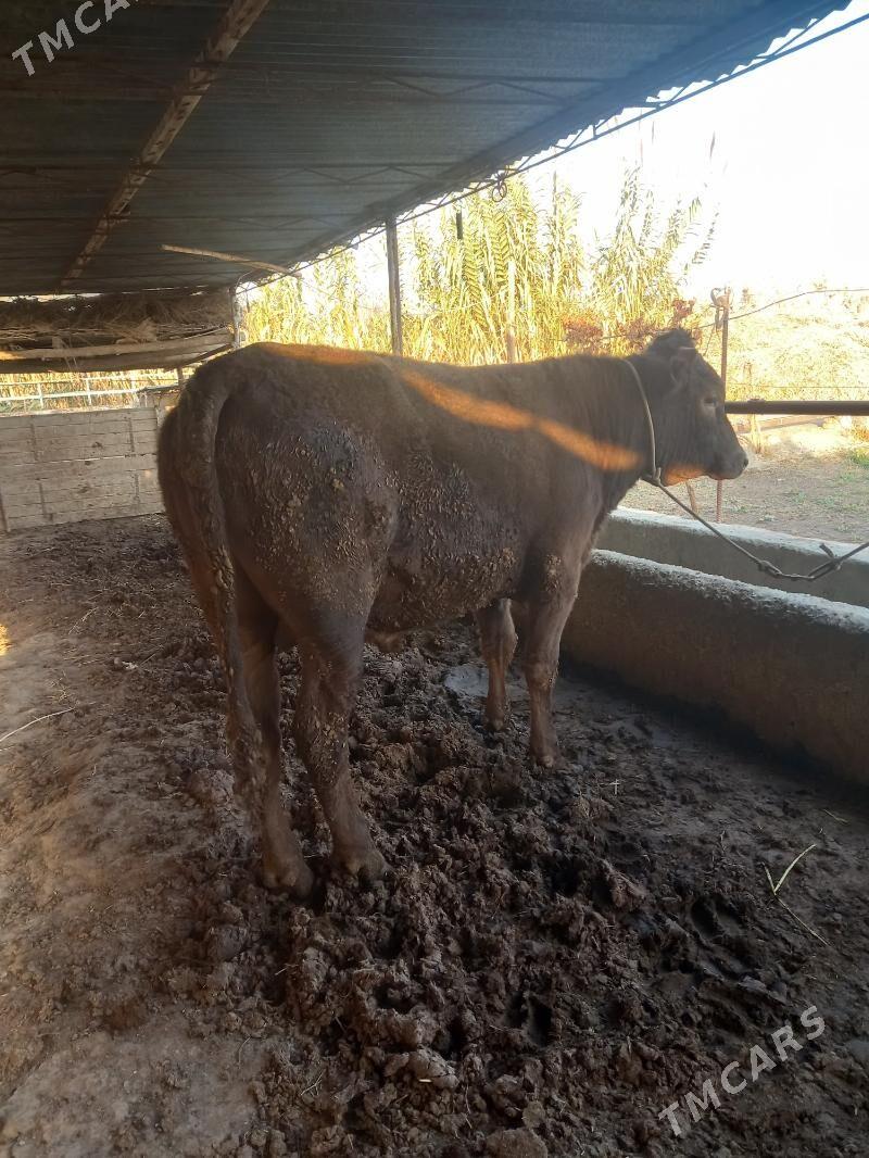 OKUZ. - Чарджоу - img 4