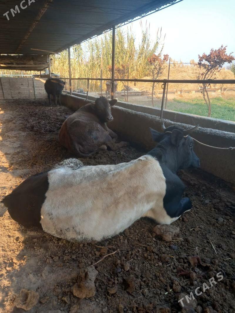 OKUZ. - Чарджоу - img 1