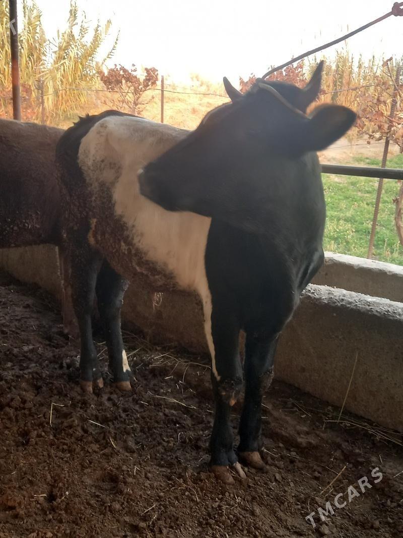 OKUZ. - Чарджоу - img 8