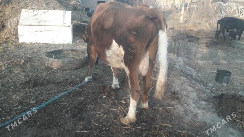 Saglyk inek - Çärjew - img 3