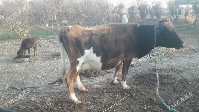 Saglyk inek - Çärjew - img 8