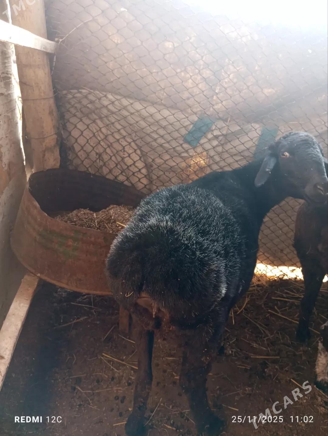 koçkar we köy - Фарап - img 4