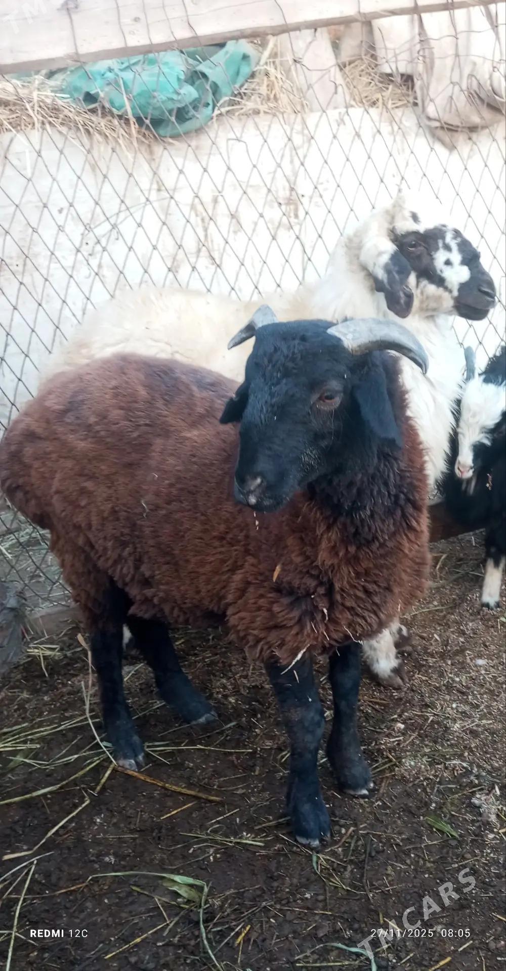 koçkar we köy - Фарап - img 3