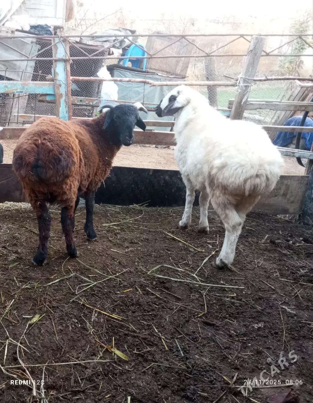 koçkar we köy - Фарап - img 1