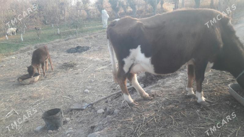 Saglyk inek - Çärjew - img 4