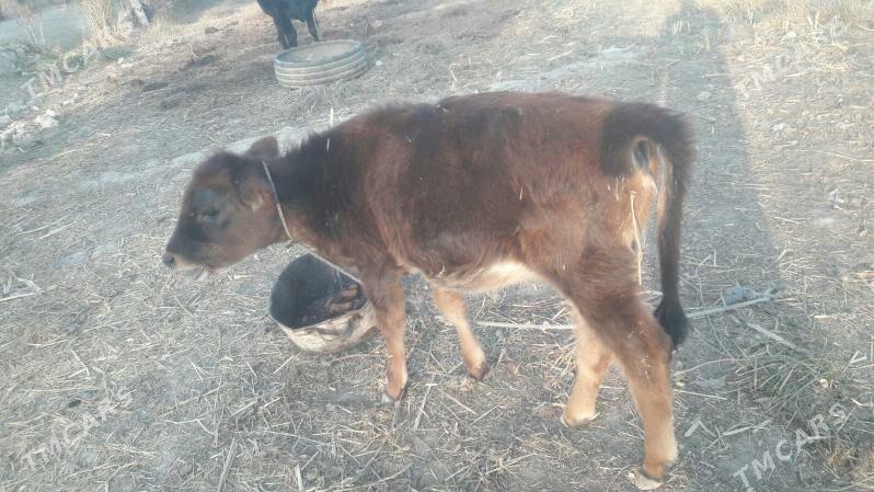 Saglyk inek - Çärjew - img 6