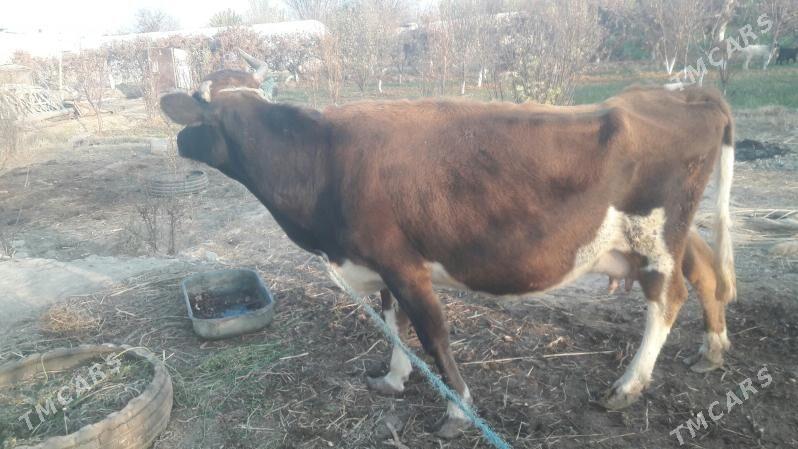 Saglyk inek - Çärjew - img 5