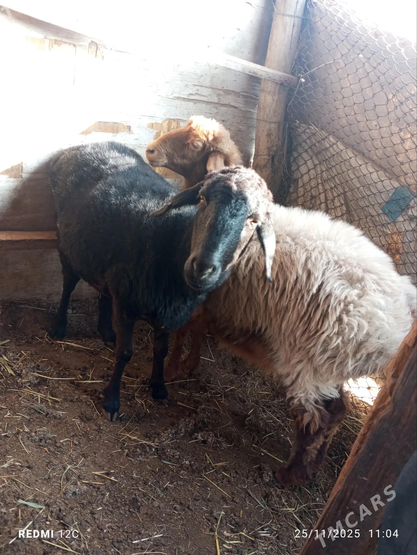 koçkar we köy - Фарап - img 6