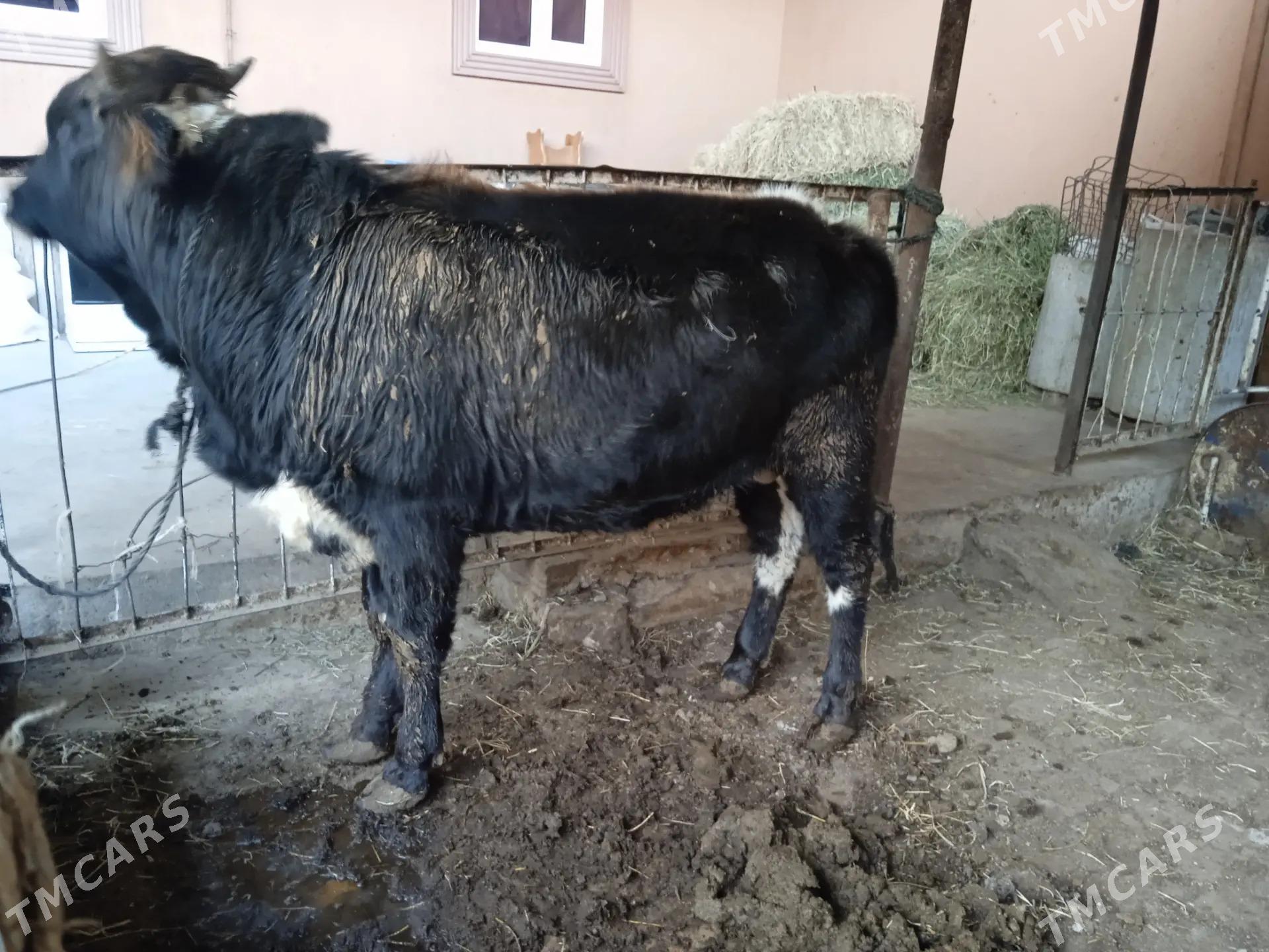 4 sany öküz - Türkmenabat - img 3