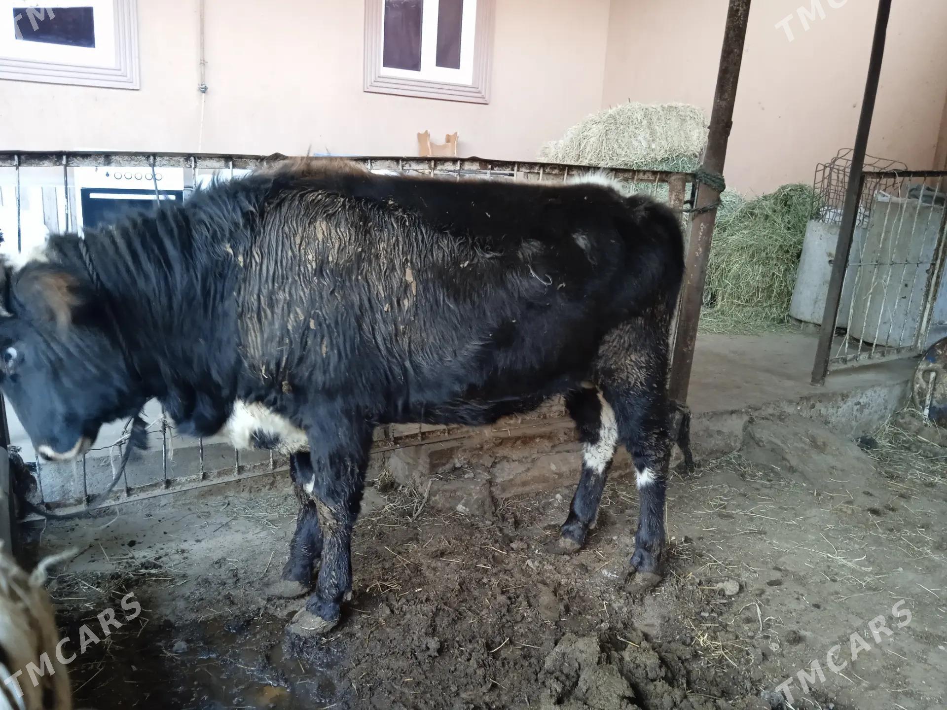 4 sany öküz - Türkmenabat - img 6