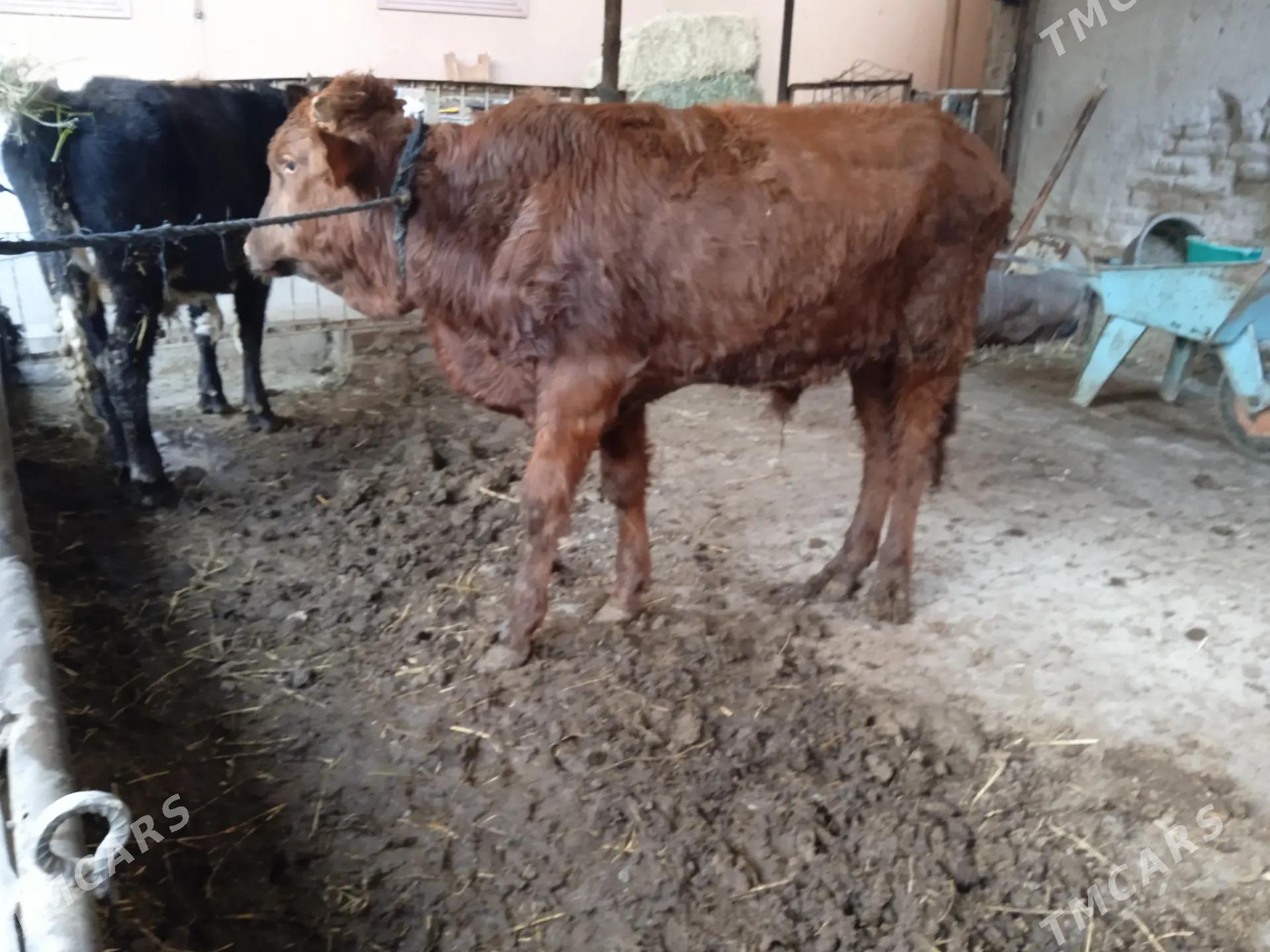 4 sany öküz - Türkmenabat - img 5