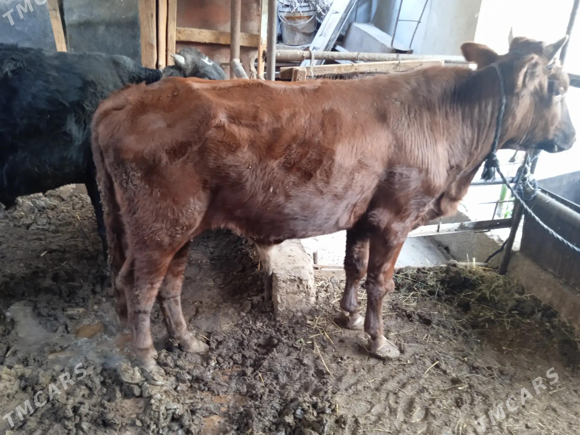 4 sany öküz - Türkmenabat - img 2