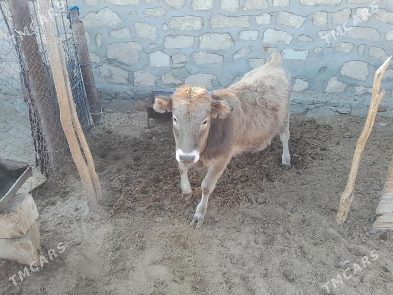 Okuz - Balkanabat - img 2