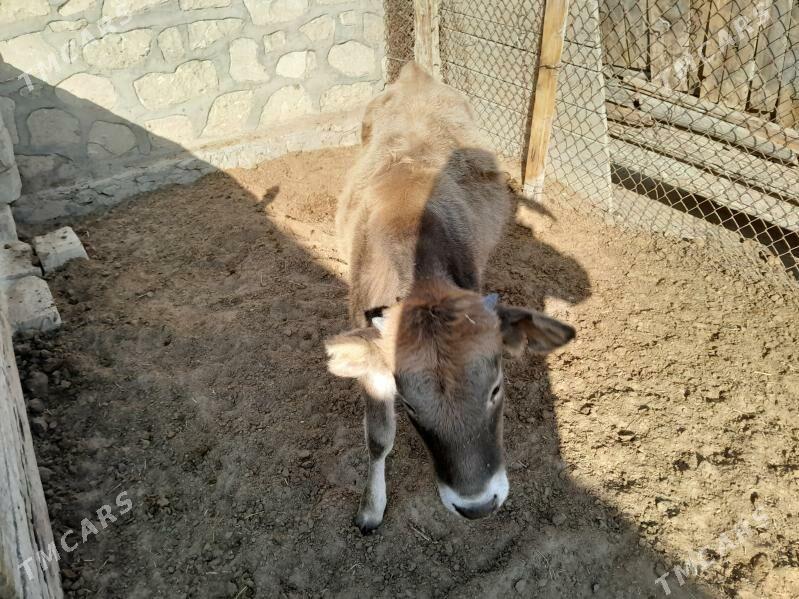 Okuz - Balkanabat - img 6