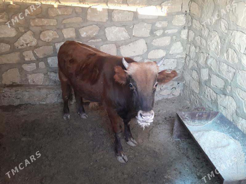 Okuz - Balkanabat - img 4