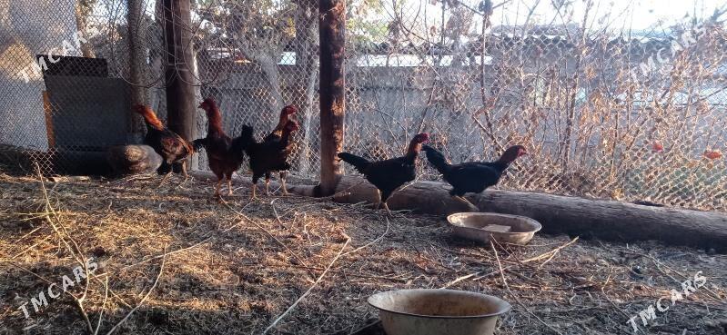 horaz - Murgap - img 3