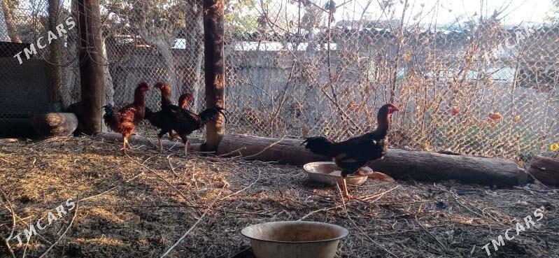 horaz - Murgap - img 2