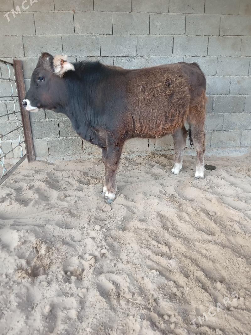 okuz - Büzmeýin - img 2