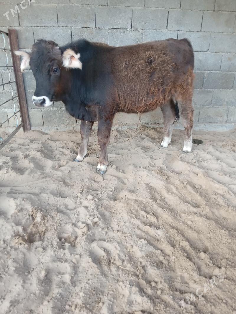 okuz - Büzmeýin - img 3