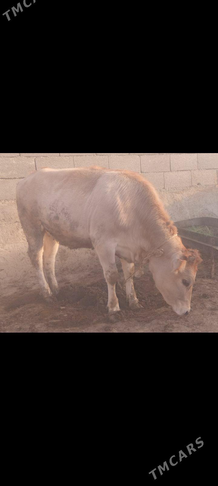 tüwe - Бахарден - img 2