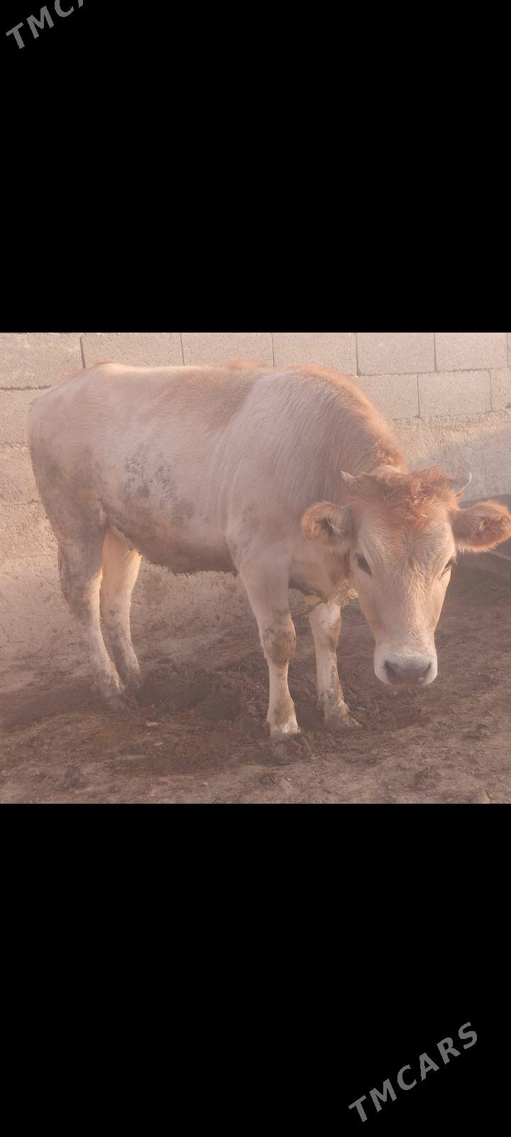 tüwe - Бахарден - img 1