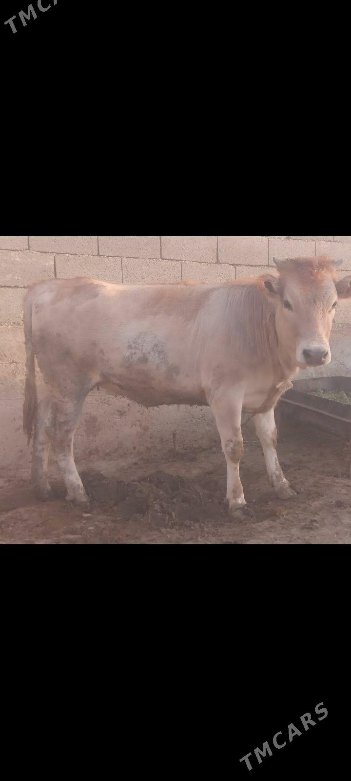 tüwe - Бахарден - img 3