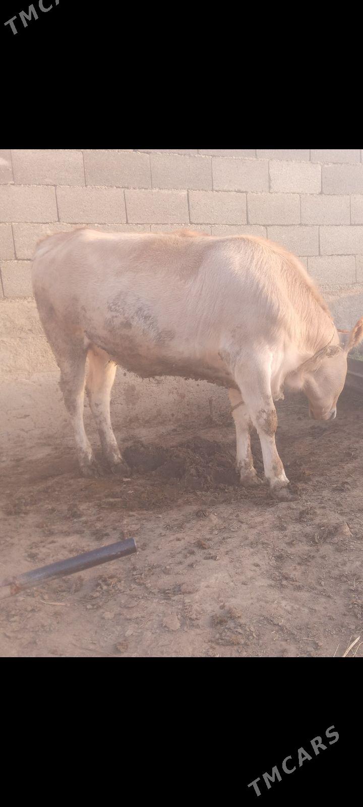 tüwe - Бахарден - img 4