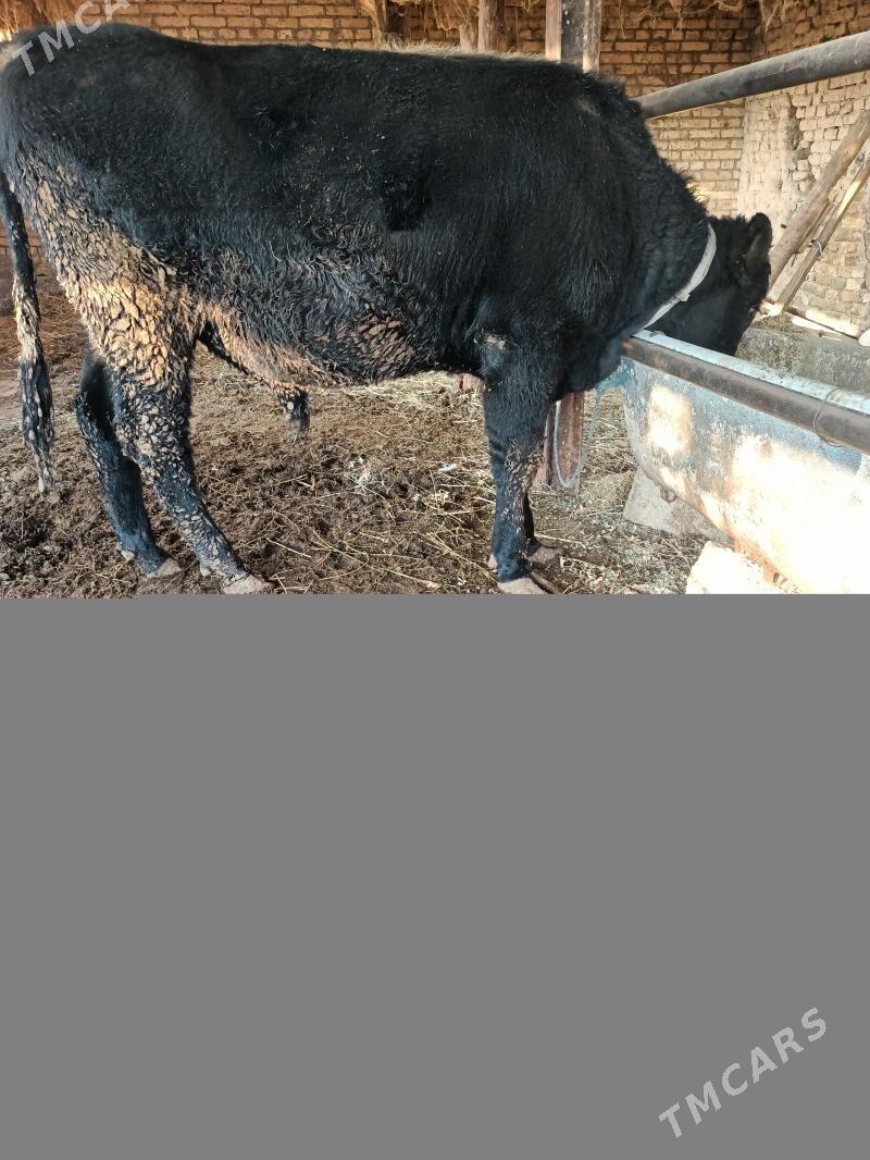 çorniy piyostir öküz - Çärjew - img 2