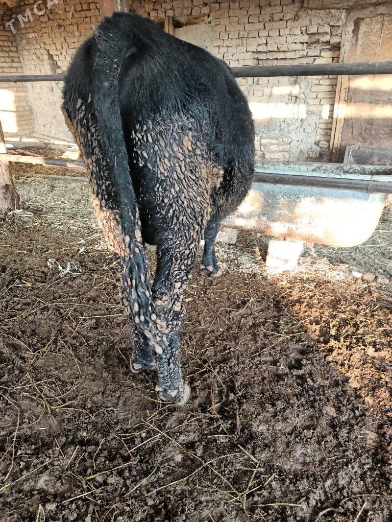 çorniy piyostir öküz - Çärjew - img 4