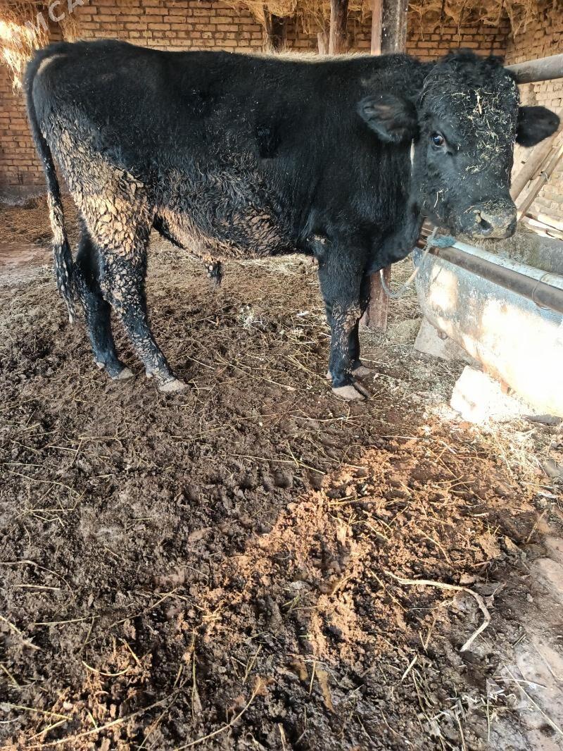 çorniy piyostir öküz - Çärjew - img 3