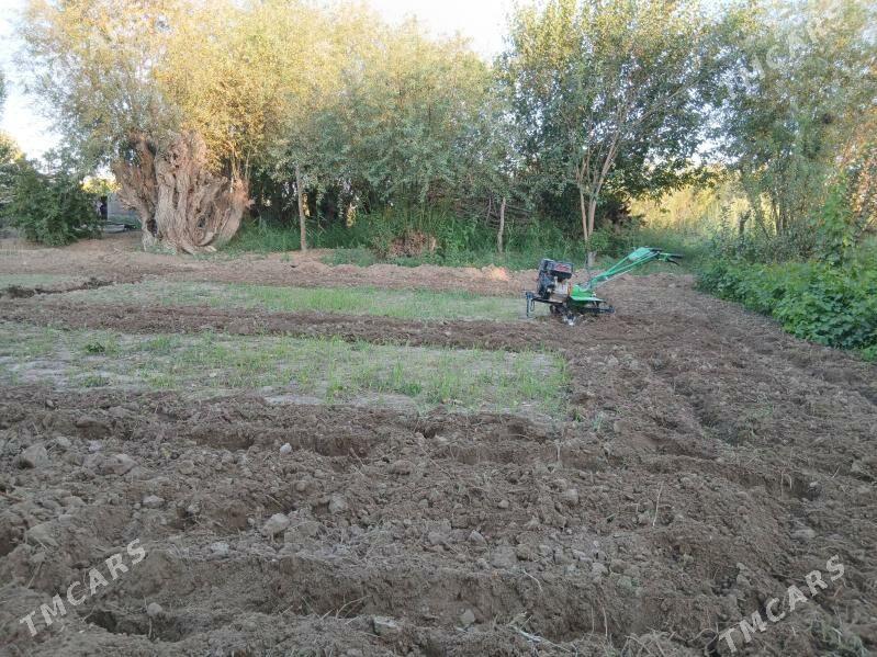 Yer suryan mini  - Sakarçäge - img 2